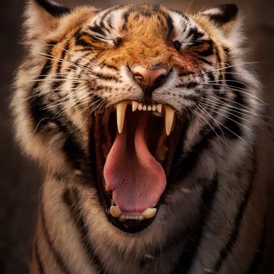 tiger